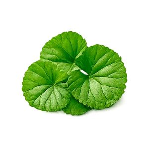 Variquit Pro — Centella asiática