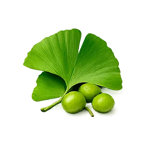 Variquit Pro — Ginkgo biloba